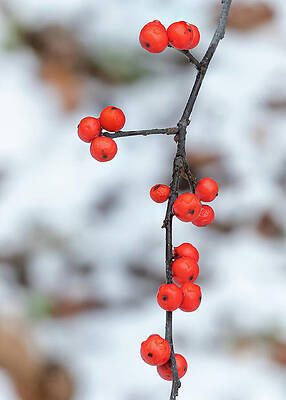 Vibrant Red Winter Berries Photograph