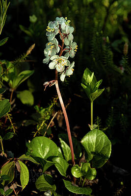 WINTERGREEN by Fred Denner