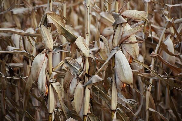 Winter Photograph - Winter's Bounty by Alden White Ballard
