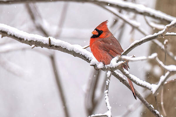 Beautiful Wall Art featuring the photograph Winters Bright Star by James Overesch