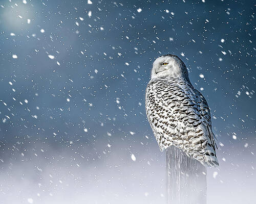 Large Photograph - Winters Night by James Overesch