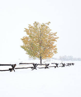Wall Art featuring the photograph Winter's Soldier by American Landscapes