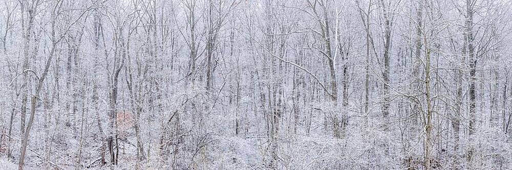 Wintery Forest in Frost Photograph