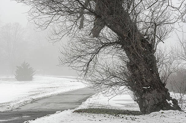 Winter Wall Art featuring the photograph Wintery Path by Dave King