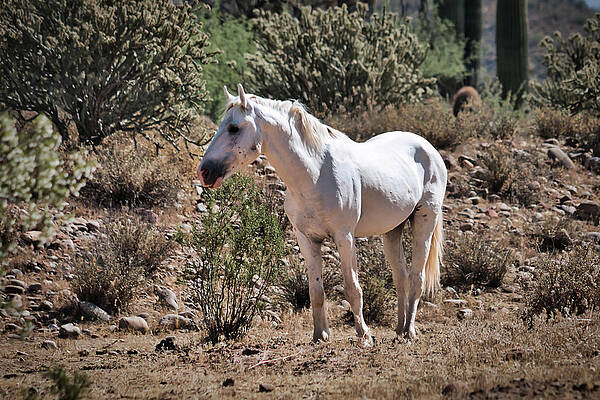 Nature Photograph - Wisdom's Attention by American Landscapes