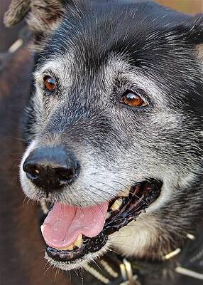 Photograph - Wise by John Linnemeyer