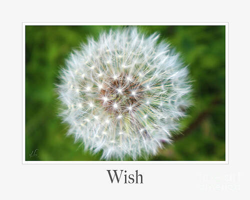 Wall Art featuring the photograph Wish by D Lee