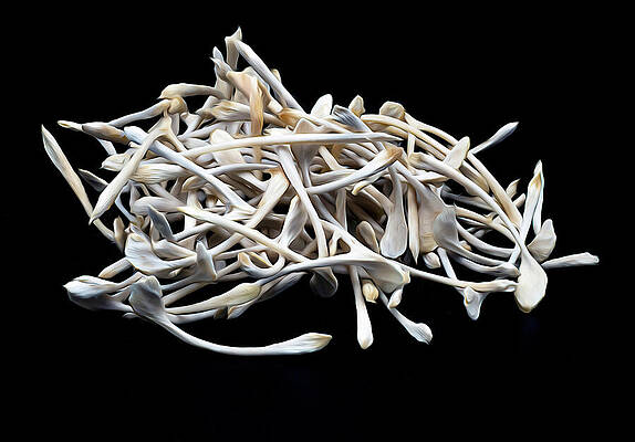 Wall Art featuring the photograph Wishes Deferred. Dreams Deferred. by Joe Schofield