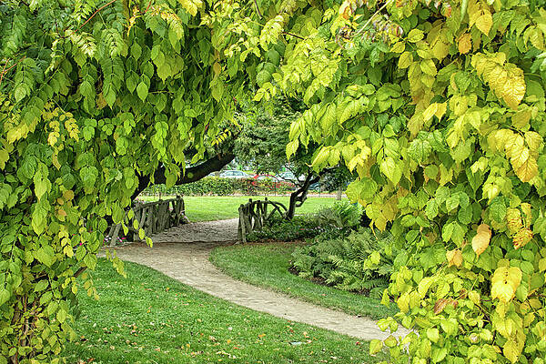 Wall Art featuring the photograph Wisteria Arbor by Lisa Chorny