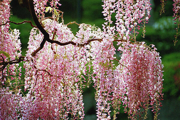 Flower Wall Art featuring the photograph Wisteria by Bonnie Colgan