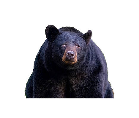 Tennessee Wall Art featuring the photograph Wistful Bear by Douglas Wielfaert