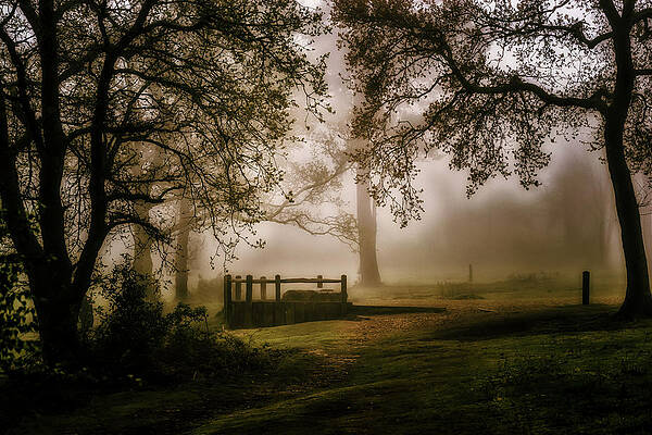 Photograph - Wistful Woodland by Chris Boulton
