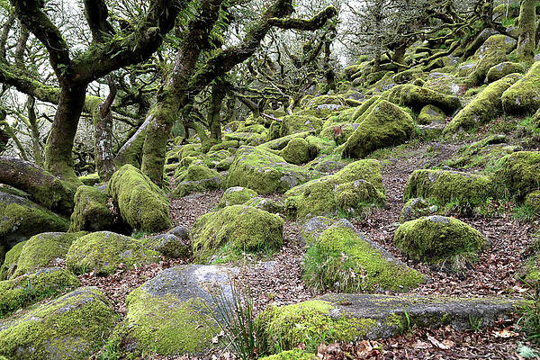 Wall Art featuring the photograph Wistman's Wood by Nicholas Blackwell