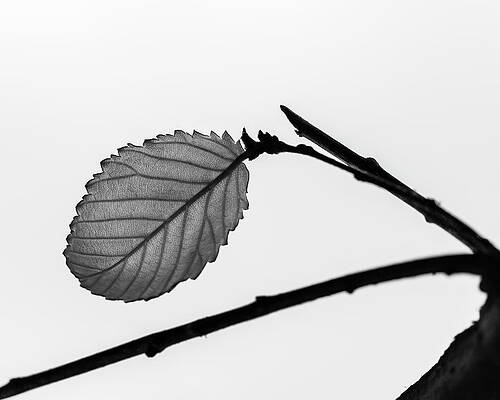 Nature Wall Art featuring the photograph Wither by David Fountain