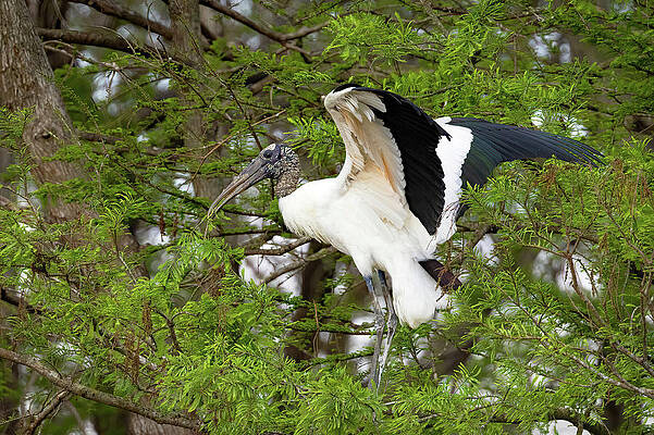 Wall Art featuring the photograph Wodstork In Cypress by Gina Fitzhugh