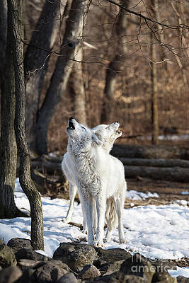 Wall Art featuring the photograph Wolf Song by Rehna George