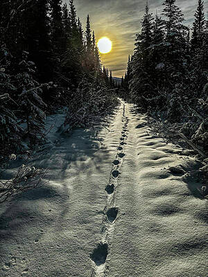 WOLF TRACKS by Fred Denner