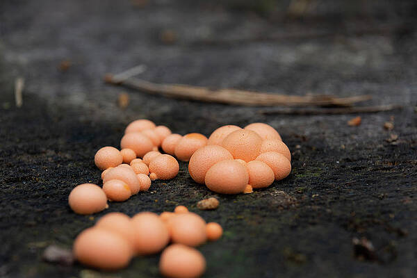 Organic Photograph - Wolfs Milk Aka Lycogala Epidendrum Side View by Scott Lyons