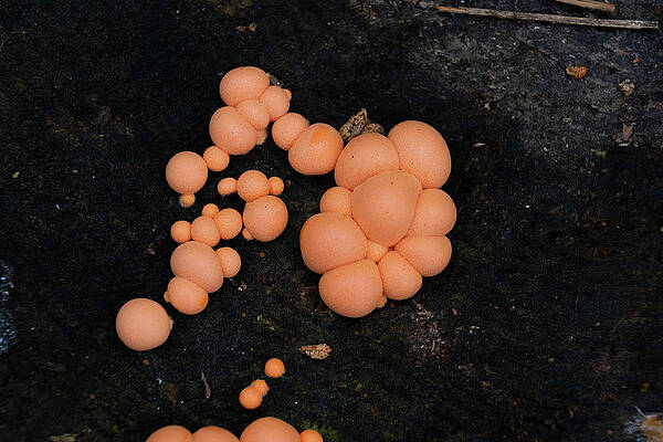 Organic Photograph - Wolfs Milk Aka Lycogala Epidendrum Top View by Scott Lyons