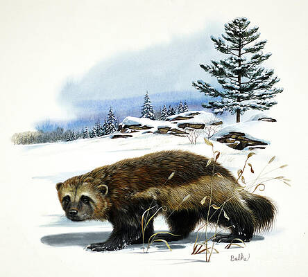 Tree Painting - Wolverine And White Pine by Don Balke