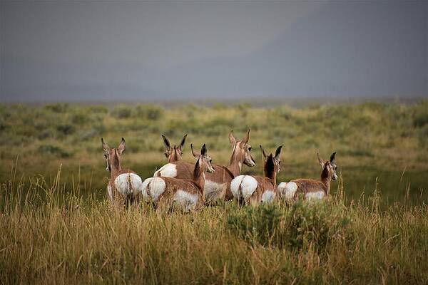 Wildlife Photograph - Women And Children by Alden White Ballard