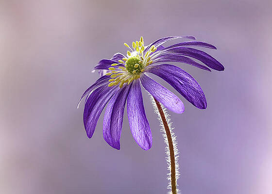 Delicate Wall Art featuring the photograph Wood Anemone 3 by Shirley Mitchell