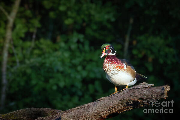 Colorful Wood Duck on a Log Photograph