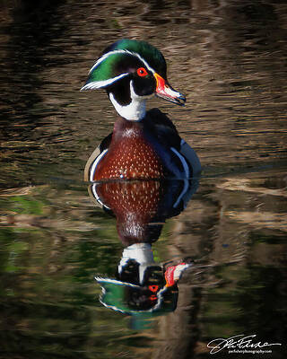 Water Photograph - Wood Duck by Joe Fisher