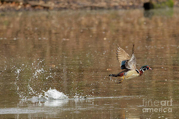 Wood Duck Takes Flight Photograph