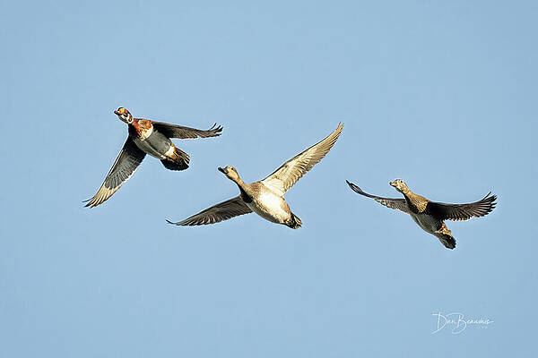 Nature Photograph - Wood Ducks And Gadwall #0744 by Dan Beauvais