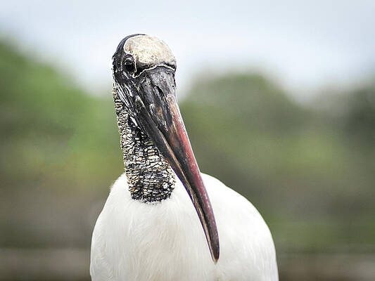 Wall Art featuring the photograph Wood Stork Portrait by Rebecca Herranen