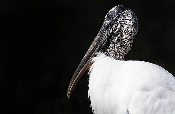 Wall Art featuring the photograph Wood Stork by Rebecca Herranen