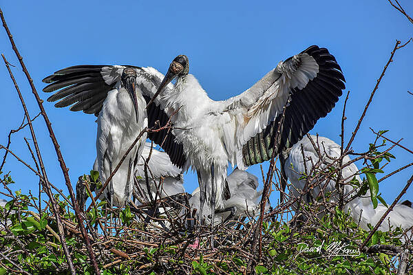 Nature Photograph - Wood Storks by David McKinney