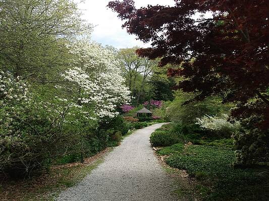 Spring Wall Art featuring the photograph Wooded Path At Laurelwood Arboretum by Christopher Lotito