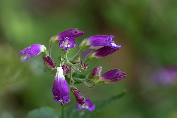 Wall Art featuring the photograph Woodland Beardtongue Wildflower by Nancy Gleason