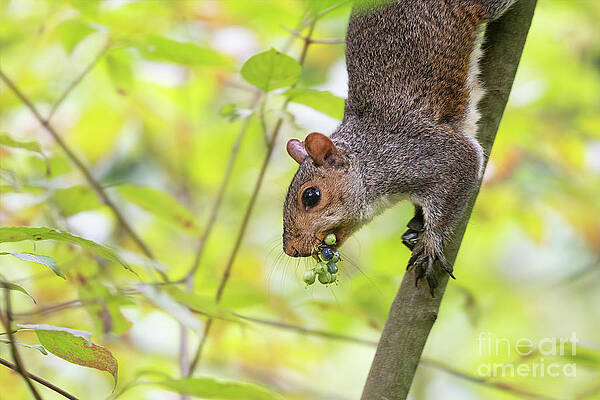 Wall Art featuring the photograph Woodland Creatures - Eastern Grey Squirrel by Rehna George