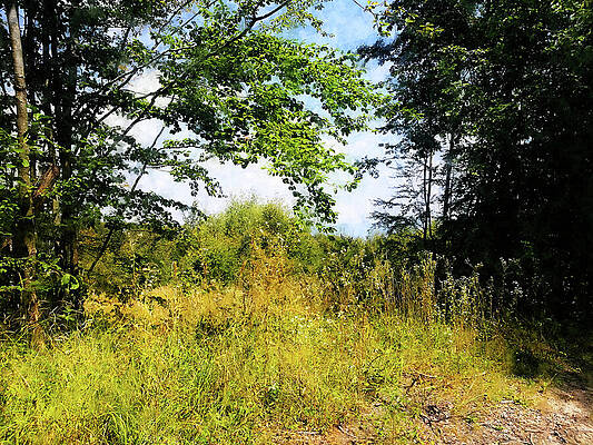 Nature Digital Art - Woodland Edge With Grass And Weeds - Painterly Edit by Nicko Prints