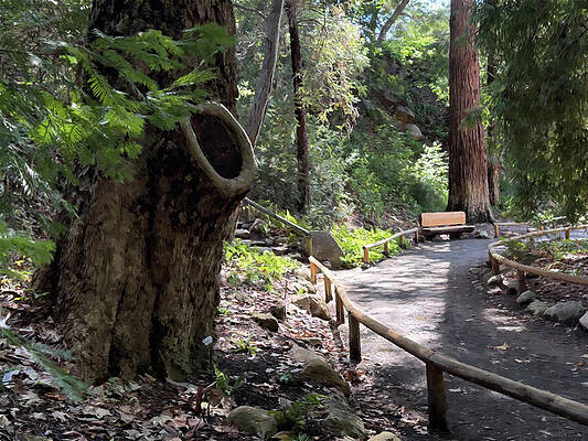 Woodland Pathway and Rustic Bench Photograph