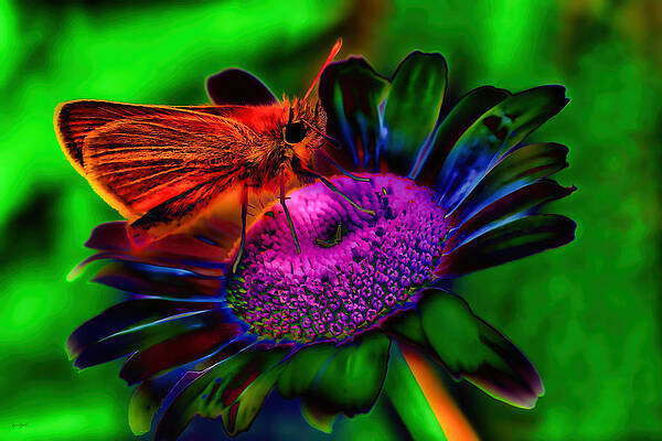 Butterfly Photograph - Woodland Skipper Butterfly On A Flower by Bruce Block