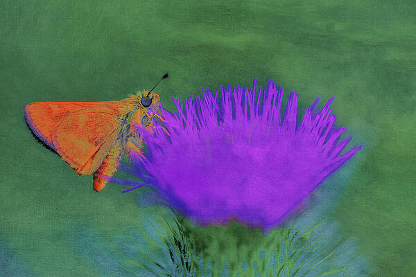 Orange Butterfly on Purple Thistle Wall Art