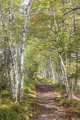 Tree Photograph - Woodland Trail by Richard DeYoung