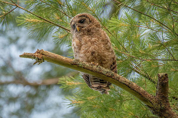 Cade Cove Photograph - Woods Watcher, Young Barred Owl by Marcy Wielfaert