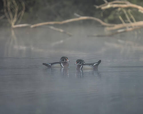 Country Wall Art featuring the photograph Woodsy Daybreak by James Overesch