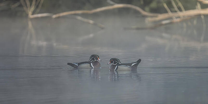 Country Wall Art featuring the photograph Woodsy Daybreak Panorama by James Overesch