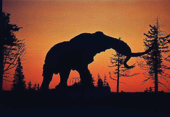 Sunset Photograph - Woolly At Sunset - Sky On Fire - Mammoth Lakes, Califonia by Bonnie Colgan