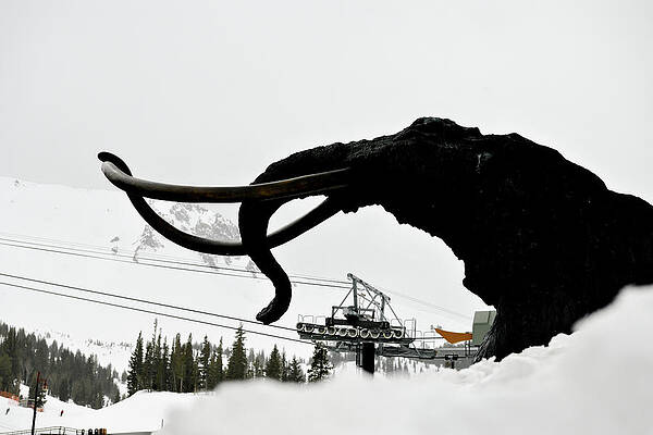 Tree Photograph - Woolly In A White Out, Mammoth Mountain, Mammoth Lakes, California by Bonnie Colgan