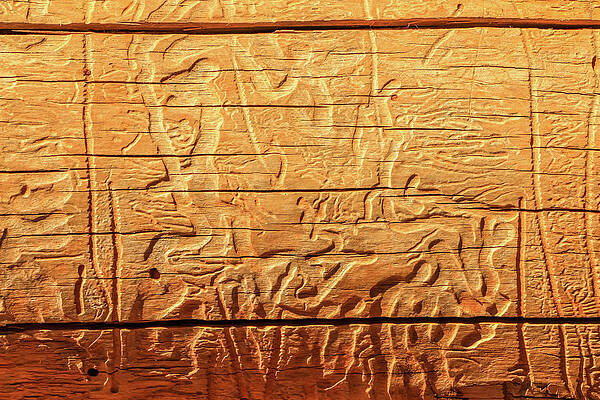 Utah Wall Art featuring the photograph Worm Trails On Wood by Dawn Richards