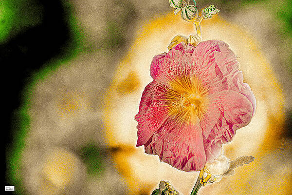 Wall Art featuring the photograph Sk- Wow #Blossom by Alex John Bergerman