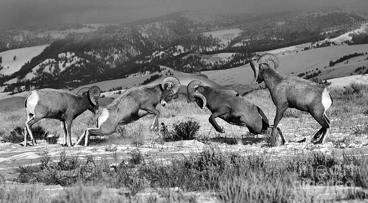 Wall Art featuring the photograph Wyoming Bighorn Brawlers Panorama Black And White by Adam Jewell