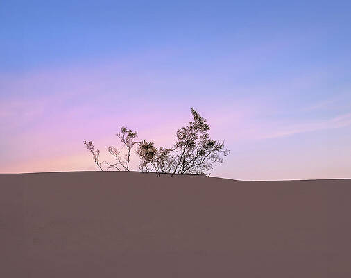 Wall Art featuring the photograph Creosote Summit Sunrise by Joe Schofield